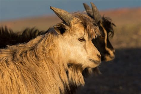 mongolian goat cashmere online.